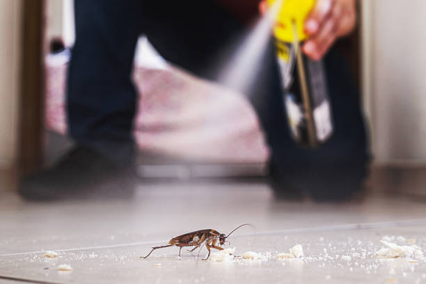 Best Insect Control  in Tigard, OR